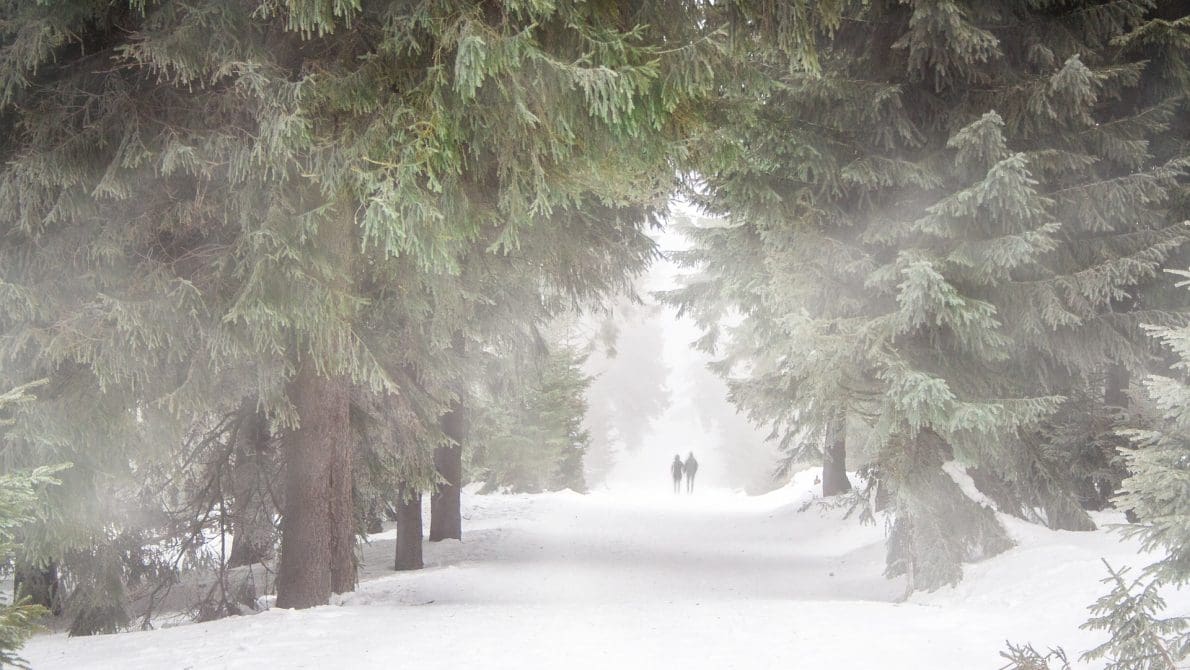 winter forest walk